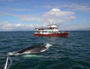 Observation de baleine à Reykjavik