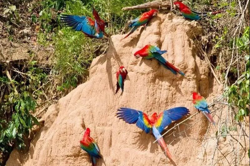 papagaios coloridos collpa