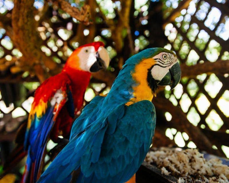 zwei bunte Papageien auf der Lodge