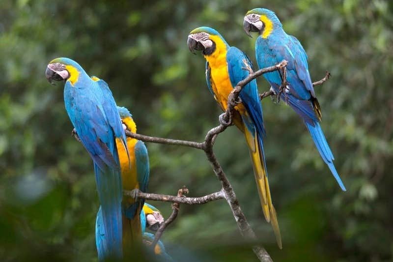blue macaws