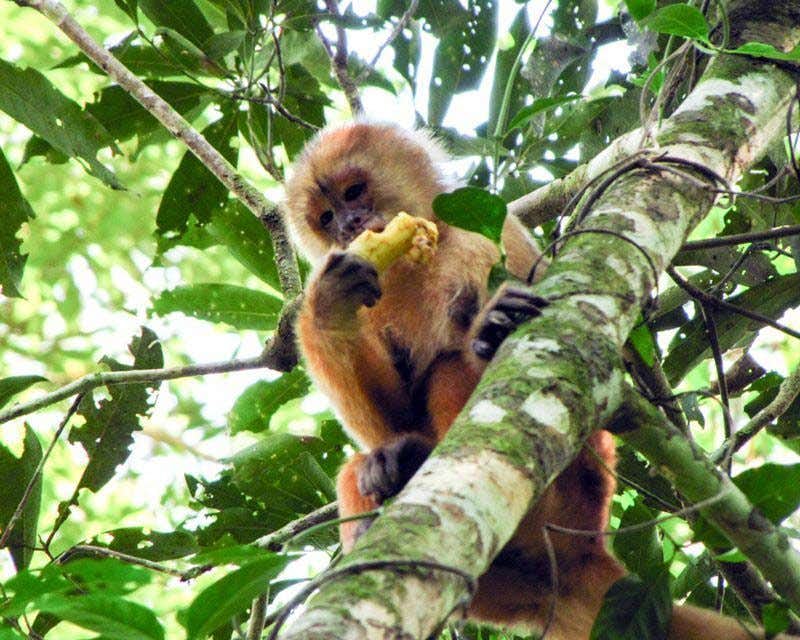 singe mangeant dans l'arbre
