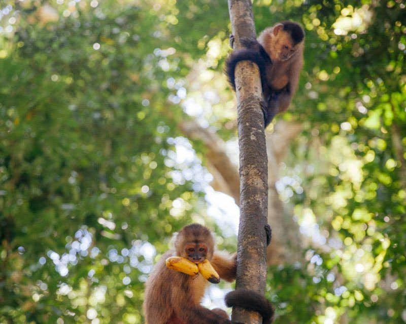 singes mangeant des bananes dans l'arbre